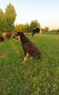 سگ نگهبان وگله