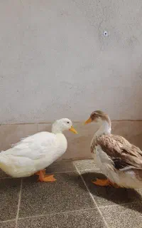 اردک