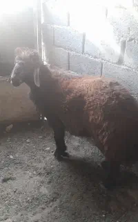 میش افشاری