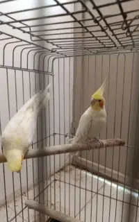یک جفت عروس هلندی جوان