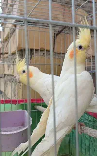 عروس هلندی
