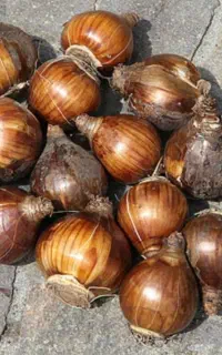 فروش پیاز گل نرگس شهلا