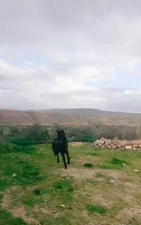 کره نریان 11ماه یورقه