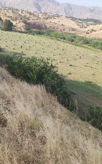 یونجه خشک با کیفیت