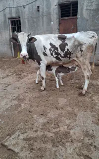 فروش گاو و گوساله