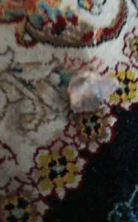عقیق شجر