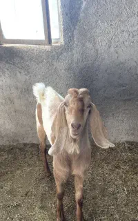 بزغاله نر افغانی