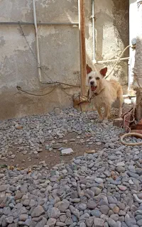 سگ پاکوتاه نژاد پامر