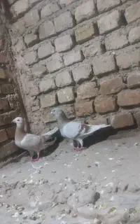 کبوتر