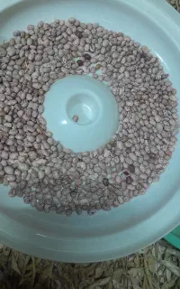 لوبیا چیتی