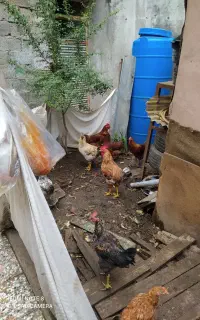 خروس