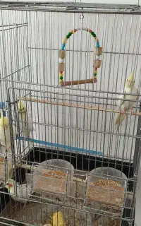 عروس هلندی