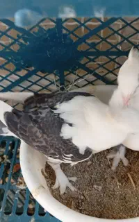 فروش ۳ گفت کبوتر بلژیکی تازه دون خور