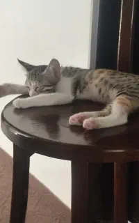دو عدد بچه گربه