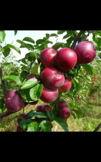 هرس اصولی ،طرح دهی و بارهی