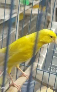 قناری فروشی