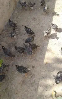 جوجه آمروک آمریکایی۵۰‌روز بهترین نژادبرای تخمگذاری