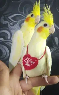 عروس هلندی گمشده