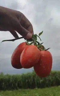 گوجه درجه یک ب شرط 21تومن