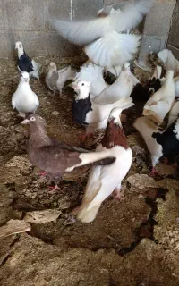 کبوتر طوقی