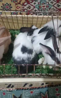 خرگوش