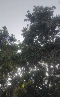 درخت کامل انبا