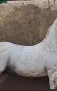 اسب