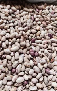 لوبیا چیتی  امساله زود پز درجه ۱  ارسال رایگان