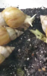 ۱۴۰اچاتینا ۱۵۰۰