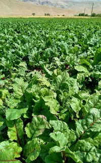 بذر خیار گلخانه ای ، بذر گوجه گلخانه ای ، بذر فلفل