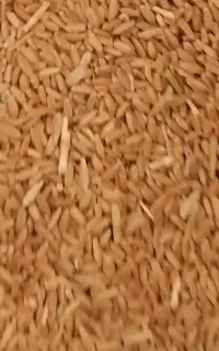 خریدوفروش هرنوع گندم در محل دزفول شوشتر