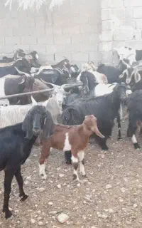 فروش بزکهره دارلارستان