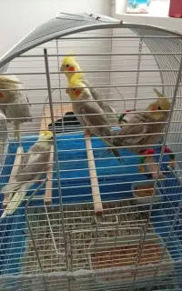 عروس هلندی