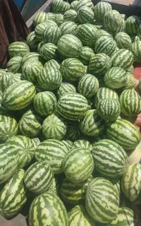 خربزه