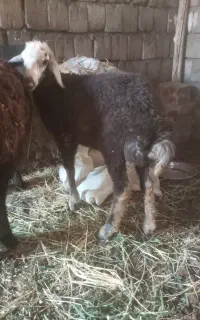 بره نر سبز افشار داشت