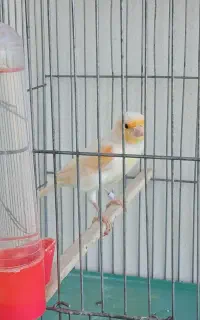 یک جفت قناری نرو ماده