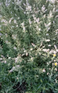 نعنا گلدار