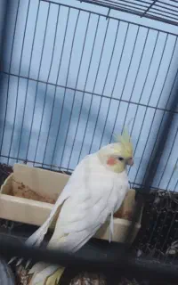 عروس هلندی