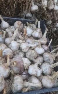 سیر