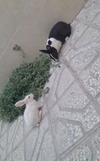 خرگوش  خوشگل وبا نمک