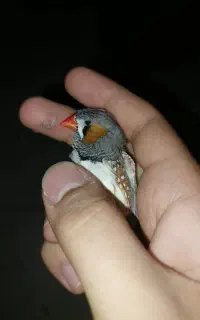 یک جفت فنچ