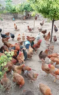 گلپایگانی ۴۰روزه و ۸۵روزه