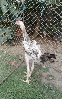 جوجه لاری