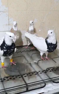 دو جفت طوقی عتیقه شرط همچین بدونه یک خال
