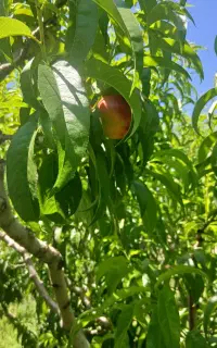 نگهبان باغ