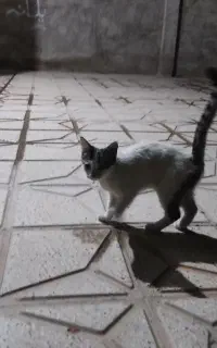 گربه