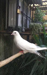 یه جفت کفتر