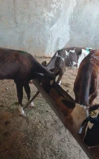 گوساله