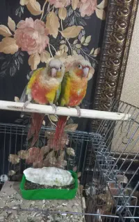 جفت گرینجیک سینه قرمز مولد