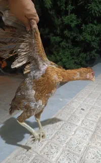 مرغ لاری افغان کرک و محلی و جوجه پنج ماه